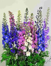 Delphinium Pacific Giant Flower Video Best Flower Wallpaper