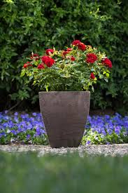 The pink double knock out rose bush with pink flowers. Espoma The Best Roses To Grow In Any Situation Espoma