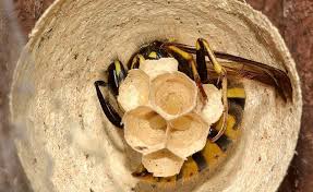 We did not find results for: Wasp Control Getting Rid Of Wasps Nests