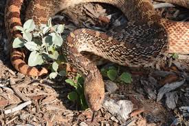 Bull snakes can be very intimidating when they are scared. Bull Snakes Sibley Nature Center