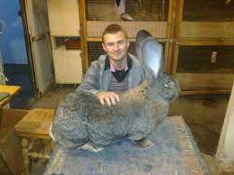 Pin By Tyler Campbell On Pets Flemish Giant Rabbit Giant Rabbit Flemish Giant
