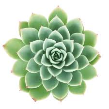 These euphorbia look so much like this cactus that a real cactus species, neobuxbaumia euphorbioides, was named after the genus euphorbia. Echeveria Blue Atoll Echeveria Succulent Landscape Design Succulent Landscaping