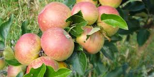 Flower fragrance is superb, so position your tree where the scent can be enjoyed. Fruit Trees Planning To Plant