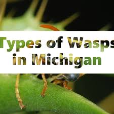 Rainy weather, especially when it comes with heat and high humidity, makes bees cranky as well. Wasps In Michigan The Top 5 Types Owlcation
