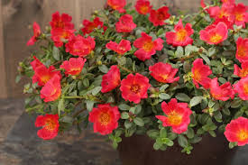 Image result for Portulaca