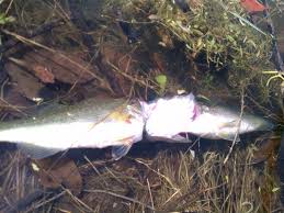 5,000+ vectors, stock photos & psd files. Bass Fishing Wallpapers Myspace Backgrounds Wallpaper Cave