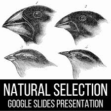 It is a key mechanism of evolution. Evolution Natural Selection Presentation Google Slides Laney Lee