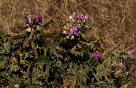 Image result for Tephrosia aequilata