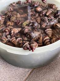 Warung siput sedut wak dol. Penmerahdotcom Idung Siput Sedut Ker Tu Facebook