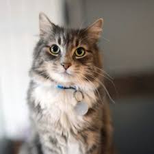 (lax > wla ,venice, santa monica, marina) pic hide this posting restore restore this posting. Looking To Buy A Puppy Dog Or Looking For A Free Kitten Or Cat