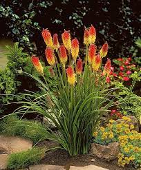 Striking Red Hot Poker Plants In The Garden Red Hot Poker Plant Plants Lily Plants