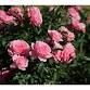 [2025] Kanoya Rose Festival – Autumn event image