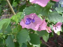 Image result for Karomia tettensis