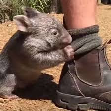 They are about 1 m (40 in) in length with small, stubby tails. Video Des Tages Dieser Wombat Denkt Er Ware Ein Hund Video Des Tages
