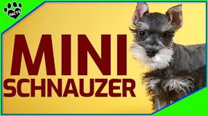 2,307 miniature schnauzer royalty free pictures and photos available to download from thousands of stock photographers. Miniature Schnauzer Dogs 101 What To Know About Miniature Schnauzers Youtube