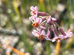 Image result for Tulbaghia acutiloba