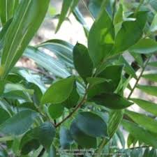 The beautiful and lush indian laurel column is a fan favorite across the southwest because of its ability to produce great privacy! Newly Planted Indian Laurel Tree Knowledgebase Question Garden Org