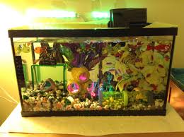 Highly aggressive tropical fish species will generate more aggressive behaviors in the female betta fish, which could cause fights that cause injury or death. My Current Set Up Of My Female Betta Tank Features Decorations Placed Over The Bubble Bar To Split Up The Bubble Streams A Gre Betta Tank Hamster Tube Betta