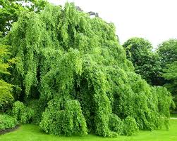 Fagus Sylvatica Pendula Weeping European Beech Tree Beech Tree Deciduous Trees Shade Shrubs
