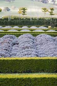 Mayfield Garden Lavender Parterre Should Smell Heavenly Parterre Garden Mayfield Garden Garden Inspiration