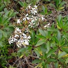 Image result for Vigna kirkii