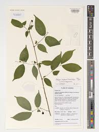 Image result for Rytigynia orbicularis