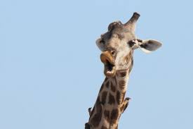 This is truly reflected when you look at an animal taking its bath. Go Wild Animals Do The Funniest Things In Hilarious Candid Photographs Showing Their Softer Sides World News Mirror Online