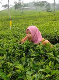 Kawasan ini juga masuk kedalam bukit unggul sukawana. Perkebunan Teh Picture Of Kaligua Tea Plantation Brebes Tripadvisor