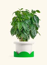 Image result for Coffea