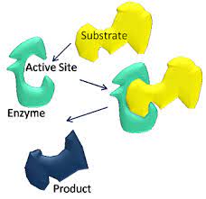 Coenzyme q10 (coq10) is a nutrient that occurs naturally in the body. Coenzyme Definition Examples Video Lesson Transcript Study Com