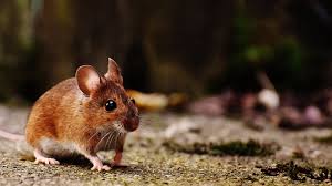 Maybe you would like to learn more about one of these? Cerita Fabel Ular Dan Tikus Beserta Ulasan Lengkapnya 2021 Poskata