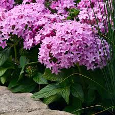 Image result for Pentas herbacea