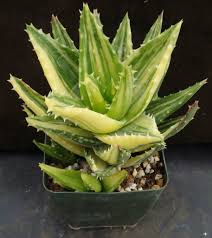 Image result for Aloe barendii