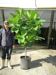 Résultat de recherche d'images pour "braided fig tree"