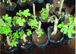 Image result for Vitex doniana