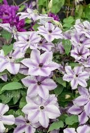 In our ez pruning guide, this variety is in the yellow pruning category. Clematis Best Wishes Media Database