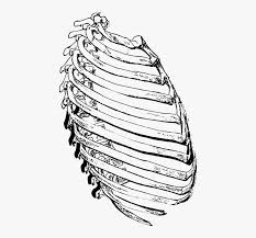 Learn to draw a rib cage. Ribs Side Rib Cage Ribs Rib Skeleton Human Rib Hd Png Download Transparent Png Image Pngitem