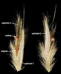 Image result for Andropterum