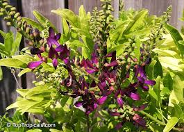 Image result for Millettia drastica