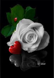 Your Lady Bug Beautiful Rose Flowers Beautiful Red Roses Beautiful Roses