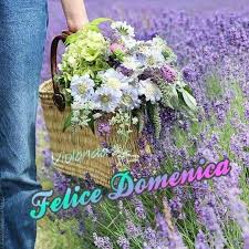 Pin Di Giusy Su Saluto Il Nuovo Giorno Fiori Di Lavanda Fiori Lavanda