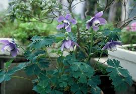 Image result for Aquilegia flabellata ministar