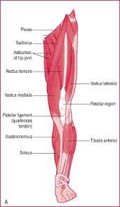 Skeletal Muscle Definition Of Skeletal Muscle By Medical Dictionary Skeletal Muscle Muscle Definition Medical Dictionary