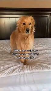 Cute Brown Big Pet Dog Lovely Pet Dog Video Funny Pet Animals Video Cute Dogs Video Dogs Lover An Immersive Guide By Top Blogger