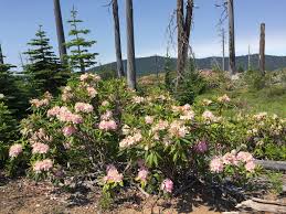 Image result for Rhipidoglossum microphyllum