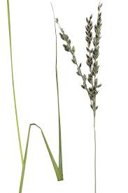 Image result for Alloteropsis semialata