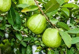 Check spelling or type a new query. Guava Fruit On The Tree Stock Photo Picture And Royalty Free Image Image 93797456