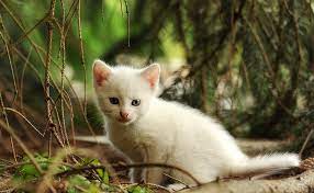 Comment dresser son chat ? Bien Eduquer Son Chaton Les Regles De Base