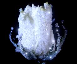 نتیجه جستجوی لغت [crystallized] در گوگل