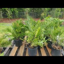 Full sun to dense shade. Coontie Palm 3g Bps Nurseries